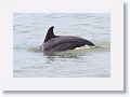Bottlenose Dolphin off of Gulf Pier at Ft Desoto