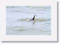 Bottlenose Dolphin off of Gulf Pier at Ft Desoto