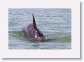 Bottlenose Dolphin off of Gulf Pier at Ft Desoto