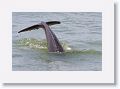 Bottlenose Dolphin off of Gulf Pier at Ft Desoto