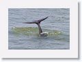 Bottlenose Dolphin off of Gulf Pier at Ft Desoto