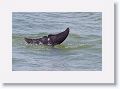 Bottlenose Dolphin off of Gulf Pier at Ft Desoto