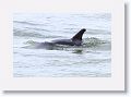 Bottlenose Dolphin off of Gulf Pier at Ft Desoto