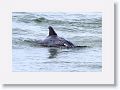 Bottlenose Dolphin off of Gulf Pier at Ft Desoto
