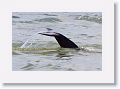 Bottlenose Dolphin off of Gulf Pier at Ft Desoto