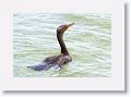 Cormorant off of Gulf Pier at Ft Desoto