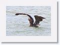 Brown Pelican off of Gulf Pier at Ft Desoto