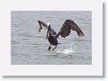 Brown Pelican off of Gulf Pier at Ft Desoto