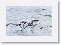 Brown Pelican and Gulls off of Gulf Pier at Ft Desoto