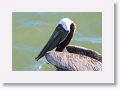 Brown Pelican off of Gulf Pier at Ft Desoto