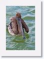 Brown Pelican off of Gulf Pier at Ft Desoto