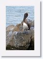 Brown Pelican off of Gulf Pier at Ft Desoto
