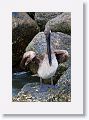 Brown Pelican off of Gulf Pier at Ft Desoto