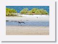 Reddish Egret on North Beach