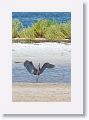 Reddish Egret on North Beach