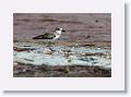 Wilson's Plover on North Beach
