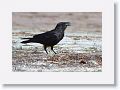 Crow with colorful treasure