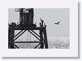 Brown Booby landing on tower next to Gulf Pier