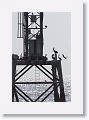 Brown Booby landing on tower next to Gulf Pier