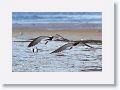 Black Skimmers on North Beach