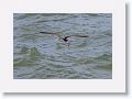 Black Skimmer fishing along Gulf Pier