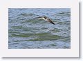 Black Skimmer fishing along Gulf Pier