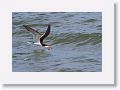 Black Skimmer fishing along Gulf Pier