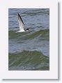 Black Skimmer fishing along Gulf Pier