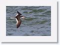 Black Skimmer fishing along Gulf Pier