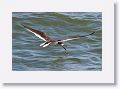 Black Skimmer fishing along Gulf Pier