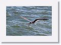 Black Skimmer fishing along Gulf Pier