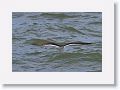 Black Skimmer fishing along Gulf Pier