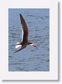 Black Skimmer fishing along Gulf Pier