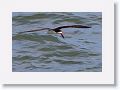 Black Skimmer fishing along Gulf Pier