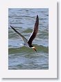 Black Skimmer fishing along Gulf Pier