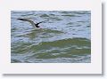 Black Skimmer fishing along Gulf Pier