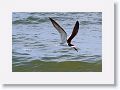 Black Skimmer fishing along Gulf Pier