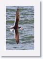 Black Skimmer fishing along Gulf Pier