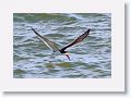Black Skimmer fishing along Gulf Pier