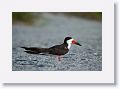 Black Skimmer fishing on beach next to  Gulf Pier