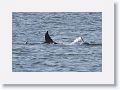 Bottlenose Dolphins off beach next to Gulf Pier