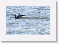 Bottlenose Dolphin off beach next to Gulf Pier