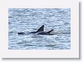 Bottlenose Dolphins off beach next to Gulf Pier