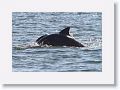 Bottlenose Dolphins off beach next to Gulf Pier