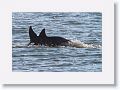 Bottlenose Dolphins off beach next to Gulf Pier