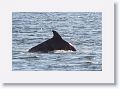 Bottlenose Dolphin off beach next to Gulf Pier