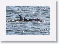 Bottlenose Dolphins off beach next to Gulf Pier