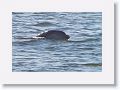 Bottlenose Dolphin off beach next to Gulf Pier