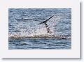 Bottlenose Dolphin off beach next to Gulf Pier