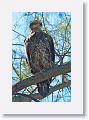 Immature Bald Eagle at Bay Pier